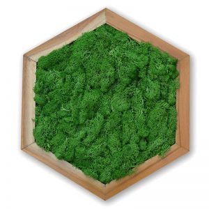 A Morass Hexad Moss Frame with Light Wood